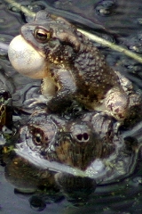 Toad on Snapping Turtle